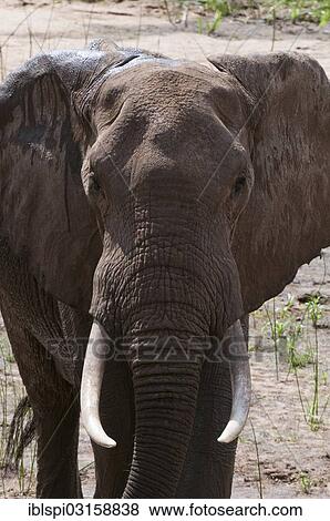 "African bush elephant (Loxodonta africana), Tsavo East National Park, Coast Province, Kenya, Africa" View Large Photo Image Stock Photo - "African bush elephant (Loxodonta africana), Tsavo East National Park, Coast Province, Kenya, Africa". Fotosearch