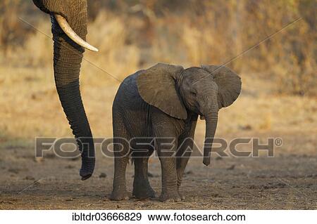 Stock Photo - "African Bush Elephant (Loxodonta africana), calf next to the trunk of a cow, Kruger National Park, South Africa, Africa". Fotosearch