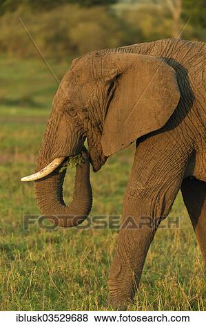 "African Bush Elephant (Loxodonta africana), feeding, Massai Mara, Serengeti, Rift Valley province, Kenya, Africa" View Large Photo Image Stock Photo - "African Bush Elephant (Loxodonta africana), feeding, Massai Mara, Serengeti, Rift Valley province, Kenya, Africa". Fotosearch