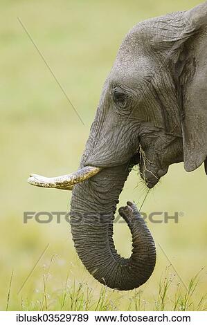 "African Bush Elephant (Loxodonta africana), feeding, Massai Mara, Serengeti, Rift Valley province, Kenya, Africa" View Large Photo Image Stock Photo - "African Bush Elephant (Loxodonta africana), feeding, Massai Mara, Serengeti, Rift Valley province, Kenya, Africa". Fotosearch
