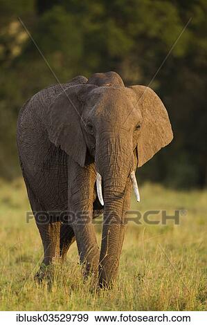 Stock Photo - "African Bush Elephant (Loxodonta africana), Massai Mara, Serengeti, Rift Valley province, Kenya, Africa". Fotosearch