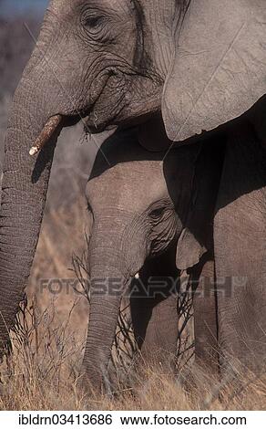 "African Bush Elephant (Loxodonta africana) with a calf, Chobe National Park, Kasane, North-West District, Botswana, Africa" View Large Photo Image Stock Photograph - "African Bush Elephant (Loxodonta africana) with a calf, Chobe National Park, Kasane, North-West District, Botswana, Africa". Fotosearch
