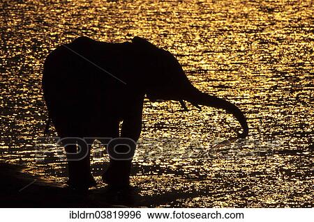 Stock Photograph - "African Bush Elephant (Loxodonta africana), silhouette, Chobe Waterfront, Chobe National Park, Botswana, Africa". Fotosearch