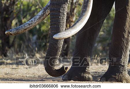"African Bush Elephant (Loxodonta africana), trunk and tusks of a bull, Kruger National Park, South Africa, Africa" View Large Photo Image Stock Photograph - "African Bush Elephant (Loxodonta africana), trunk and tusks of a bull, Kruger National Park, South Africa, Africa". Fotosearch