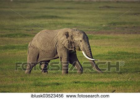 "African Bush Elephant (Loxodonta africana) during the wet season, Amboseli National Park, Rift Valley Province, Kenya, Africa" View Large Photo Image Stock Photograph - "African Bush Elephant (Loxodonta africana) during the wet season, Amboseli National Park, Rift Valley Province, Kenya, Africa". Fotosearch