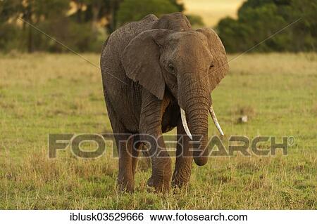 "African Bush Elephant (Loxodonta africana), Massai Mara, Serengeti, Rift Valley province, Kenya, Africa" View Large Photo Image Stock Photograph - "African Bush Elephant (Loxodonta africana), Massai Mara, Serengeti, Rift Valley province, Kenya, Africa". Fotosearch