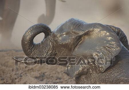 "African Bush Elephant (Loxodonta africana) taking a mud bath, Chobe National Park, Kasane, North-West District, Botswana, Africa" View Large Photo Image Stock Photography - "African Bush Elephant (Loxodonta africana) taking a mud bath, Chobe National Park, Kasane, North-West District, Botswana, Africa". Fotosearch