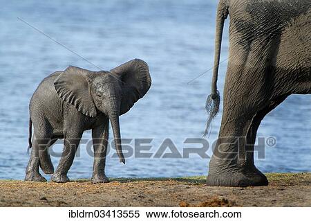 Stock Photography - "African Bush Elephant (Loxodonta africana), calf, Chobe National Park, Kasane, North-West District, Botswana, Africa". Fotosearch