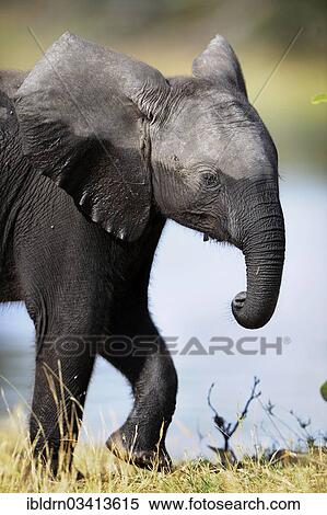 Stock Photography - "African Bush Elephant (Loxodonta africana), Chobe National Park, Kasane, North-West District, Botswana, Africa". Fotosearch