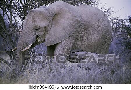 "African Bush Elephant (Loxodonta africana) with a calf, Chobe National Park, Kasane, North-West District, Botswana, Africa" View Large Photo Image Stock Photography - "African Bush Elephant (Loxodonta africana) with a calf, Chobe National Park, Kasane, North-West District, Botswana, Africa". Fotosearch