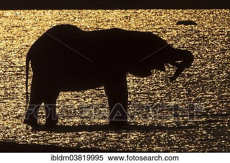 "African Bush Elephant (Loxodonta africana), silhouette, Chobe Waterfront, Chobe National Park, Botswana, Africa" View Large Photo Image Stock Photography - "African Bush Elephant (Loxodonta africana), silhouette, Chobe Waterfront, Chobe National Park, Botswana, Africa". Fotosearch