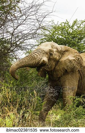 "African Bush Elephant (Loxodonta africana), bull, Etosha National Park, Namibia, Africa" View Large Photo Image Stock Photography - "African Bush Elephant (Loxodonta africana), bull, Etosha National Park, Namibia, Africa". Fotosearch
