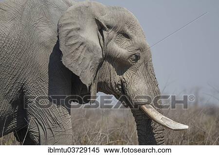 Stock Photography - "African Bush Elephant (Loxodonta africana), Etosha National Park, Kunene Region, Namibia, Africa". Fotosearch