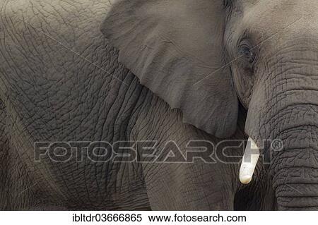 "African Bush Elephant (Loxodonta africana), bull, Kruger National Park, South Africa, Africa" View Large Photo Image Stock Photography - "African Bush Elephant (Loxodonta africana), bull, Kruger National Park, South Africa, Africa". Fotosearch