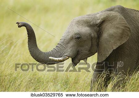 Stock Photography - "African Bush Elephant (Loxodonta africana) with a raised trunk, Massai Mara, Serengeti, Rift Valley province, Kenya, Africa". Fotosearch
