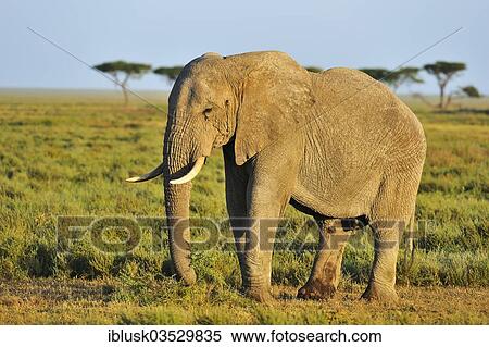 "African Bush Elephant (Loxodonta africana) in the savannah landscape, Serengeti, Tanzania, Africa" View Large Photo Image Stock Photography - "African Bush Elephant (Loxodonta africana) in the savannah landscape, Serengeti, Tanzania, Africa". Fotosearch