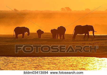 Picture - "African Bush Elephants (Loxodonta africana) on the water edge at sunset, Chobe National Park, Kasane, North-West District, Botswana, Africa". Fotosearch