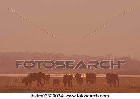 "African Bush Elephants (Loxodonta africana), Chobe Waterfront, Chobe National Park, Botswana, Africa" View Large Photo Image Picture - "African Bush Elephants (Loxodonta africana), Chobe Waterfront, Chobe National Park, Botswana, Africa". Fotosearch