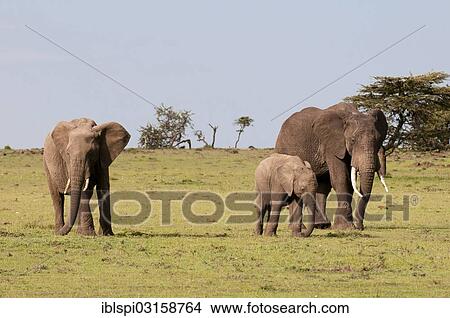 Picture - "African bush elephants (Loxodonta africana), Masai Mara, Rift Valley Province, Kenya, Africa". Fotosearch