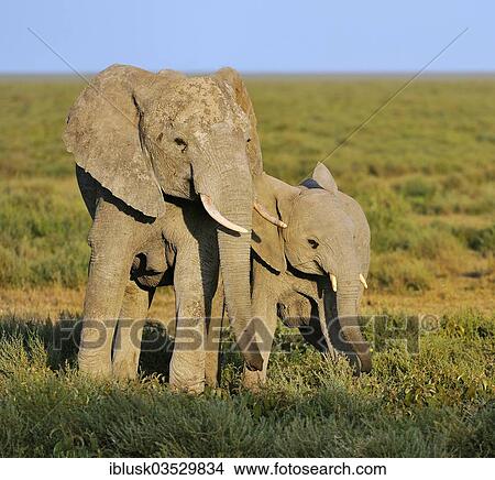 "African Bush Elephants (Loxodonta africana), cow with calf in the morning light, Serengeti, Tanzania, Africa" View Large Photo Image Picture - "African Bush Elephants (Loxodonta africana), cow with calf in the morning light, Serengeti, Tanzania, Africa". Fotosearch