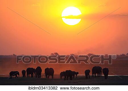 Stock Image - "African Bush Elephants (Loxodonta africana) on the water edge at sunset, Chobe National Park, Kasane, North-West District, Botswana, Africa". Fotosearch