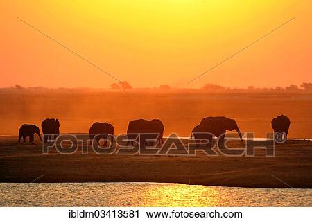 Stock Image - "African Bush Elephants (Loxodonta africana) on the water edge at sunset, Chobe National Park, Kasane, North-West District, Botswana, Africa". Fotosearch