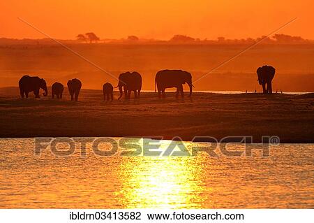 "African Bush Elephants (Loxodonta africana) on the water edge at sunset, Chobe National Park, Kasane, North-West District, Botswana, Africa" View Large Photo Image Stock Image - "African Bush Elephants (Loxodonta africana) on the water edge at sunset, Chobe National Park, Kasane, North-West District, Botswana, Africa". Fotosearch