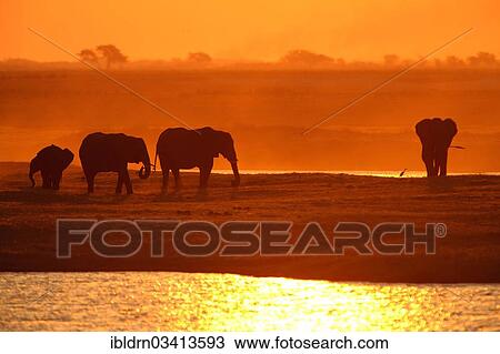 "African Bush Elephants (Loxodonta africana) on the water edge at sunset, Chobe National Park, Kasane, North-West District, Botswana, Africa" View Large Photo Image Stock Image - "African Bush Elephants (Loxodonta africana) on the water edge at sunset, Chobe National Park, Kasane, North-West District, Botswana, Africa". Fotosearch