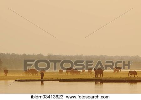 Stock Image - "African Bush Elephants (Loxodonta africana) on the water edge, Chobe National Park, Kasane, North-West District, Botswana, Africa". Fotosearch