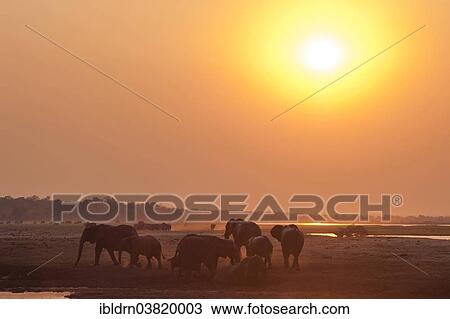 "African Bush Elephants (Loxodonta africana), Chobe Waterfront, Chobe National Park, Botswana, Africa" View Large Photo Image Stock Image - "African Bush Elephants (Loxodonta africana), Chobe Waterfront, Chobe National Park, Botswana, Africa". Fotosearch