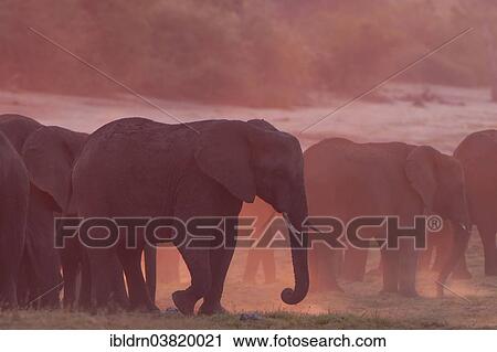 Stock Image - "African Bush Elephants (Loxodonta africana), Chobe Waterfront, Chobe National Park, Botswana, Africa". Fotosearch