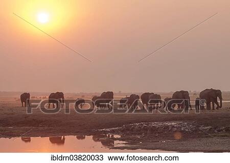 "African Bush Elephants (Loxodonta africana), Chobe Waterfront, Chobe National Park, Botswana, Africa" View Large Photo Image Stock Image - "African Bush Elephants (Loxodonta africana), Chobe Waterfront, Chobe National Park, Botswana, Africa". Fotosearch