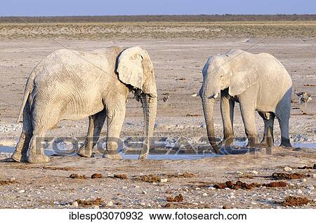 "African Bush Elephants (Loxodonta africana) at a waterhole, Etosha National Park, Kunene Region, Namibia, Africa" View Large Photo Image Stock Image - "African Bush Elephants (Loxodonta africana) at a waterhole, Etosha National Park, Kunene Region, Namibia, Africa". Fotosearch