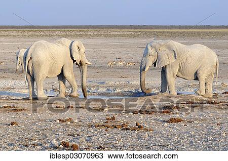 "African Bush Elephants (Loxodonta africana) at a waterhole, Etosha National Park, Kunene Region, Namibia, Africa" View Large Photo Image Stock Image - "African Bush Elephants (Loxodonta africana) at a waterhole, Etosha National Park, Kunene Region, Namibia, Africa". Fotosearch