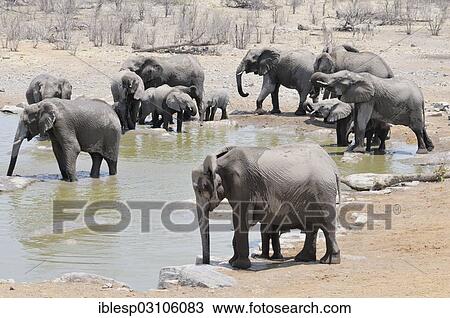 Stock Image - "African Bush Elephants (Loxodonta africana) drinking at the Moringa waterhole, with calves, Etosha National Park, near Halali, Kunene Region, Namibia, Africa". Fotosearch