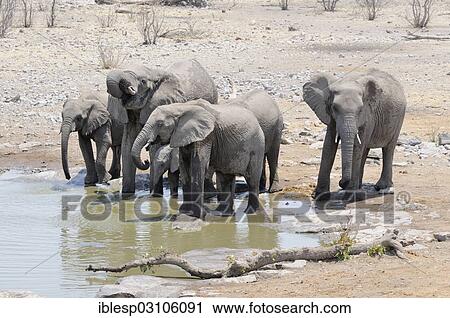"African Bush Elephants (Loxodonta africana) drinking at the Moringa waterhole, Etosha National Park, near Halali, Kunene Region, Namibia, Africa" View Large Photo Image Stock Image - "African Bush Elephants (Loxodonta africana) drinking at the Moringa waterhole, Etosha National Park, near Halali, Kunene Region, Namibia, Africa". Fotosearch