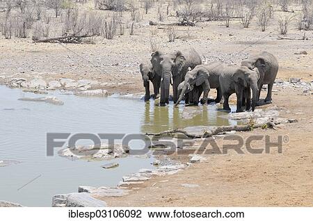 Stock Image - "African Bush Elephants (Loxodonta africana) drinking at the Moringa waterhole, Etosha National Park, near Halali, Kunene Region, Namibia, Africa". Fotosearch