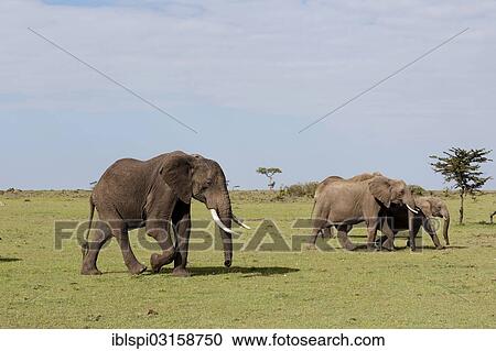 "African bush elephants (Loxodonta africana), Masai Mara, Rift Valley Province, Kenya, Africa" View Large Photo Image Stock Image - "African bush elephants (Loxodonta africana), Masai Mara, Rift Valley Province, Kenya, Africa". Fotosearch