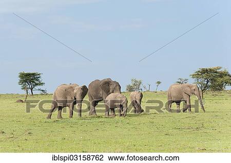 "African bush elephants (Loxodonta africana), Masai Mara, Rift Valley Province, Kenya, Africa" View Large Photo Image Stock Image - "African bush elephants (Loxodonta africana), Masai Mara, Rift Valley Province, Kenya, Africa". Fotosearch