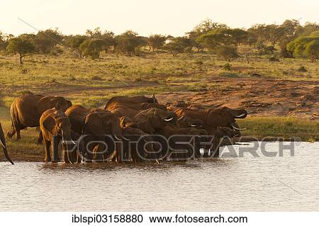 Stock Image - "African bush elephants (Loxodonta africana), Lualenyi Game Reserve, Kenya, Africa". Fotosearch