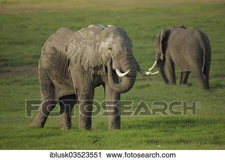 Stock Image - "African Bush Elephants (Loxodonta africana) during the wet season, Amboseli National Park, Rift Valley Province, Kenya, Africa". Fotosearch