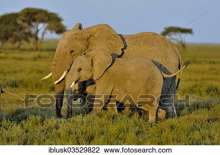 "African Bush Elephants (Loxodonta africana), cow with calf in the morning light, Serengeti, Tanzania, Africa" View Large Photo Image Stock Image - "African Bush Elephants (Loxodonta africana), cow with calf in the morning light, Serengeti, Tanzania, Africa". Fotosearch