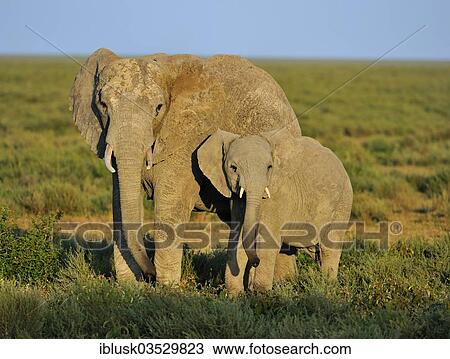 Stock Image - "African Bush Elephants (Loxodonta africana), cow with calf in the morning lightt, Serengeti, Tanzania, Africa". Fotosearch