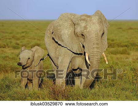 "African Bush Elephants (Loxodonta africana), cow with calf in the morning light, Serengeti, Tanzania, Africa" View Large Photo Image Stock Image - "African Bush Elephants (Loxodonta africana), cow with calf in the morning light, Serengeti, Tanzania, Africa". Fotosearch