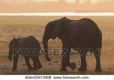 "African Bush Elephants (Loxodonta africana), Chobe National Park, Kasane, North-West District, Botswana, Africa" View Large Photo Image Stock Photo - "African Bush Elephants (Loxodonta africana), Chobe National Park, Kasane, North-West District, Botswana, Africa". Fotosearch
