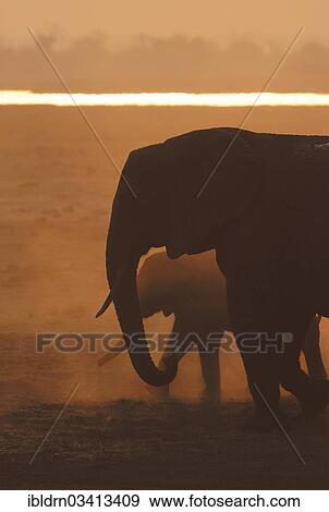 "African Bush Elephants (Loxodonta africana), Chobe National Park, Kasane, North-West District, Botswana, Africa" View Large Photo Image Stock Photo - "African Bush Elephants (Loxodonta africana), Chobe National Park, Kasane, North-West District, Botswana, Africa". Fotosearch