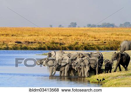 Stock Photo - "African Bush Elephants (Loxodonta africana) at the water's edge, Chobe National Park, Kasane, North-West District, Botswana, Africa". Fotosearch