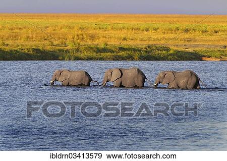 Stock Photo - "African Bush Elephants (Loxodonta africana) walking in a row through the water, Chobe National Park, Kasane, North-West District, Botswana, Africa". Fotosearch