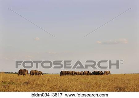 "African Bush Elephants (Loxodonta africana), Chobe National Park, Kasane, North-West District, Botswana, Africa" View Large Photo Image Stock Photo - "African Bush Elephants (Loxodonta africana), Chobe National Park, Kasane, North-West District, Botswana, Africa". Fotosearch
