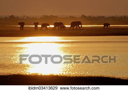 Stock Photo - "African Bush Elephants (Loxodonta africana) on the water edge at sunset, Chobe National Park, Kasane, North-West District, Botswana, Africa". Fotosearch